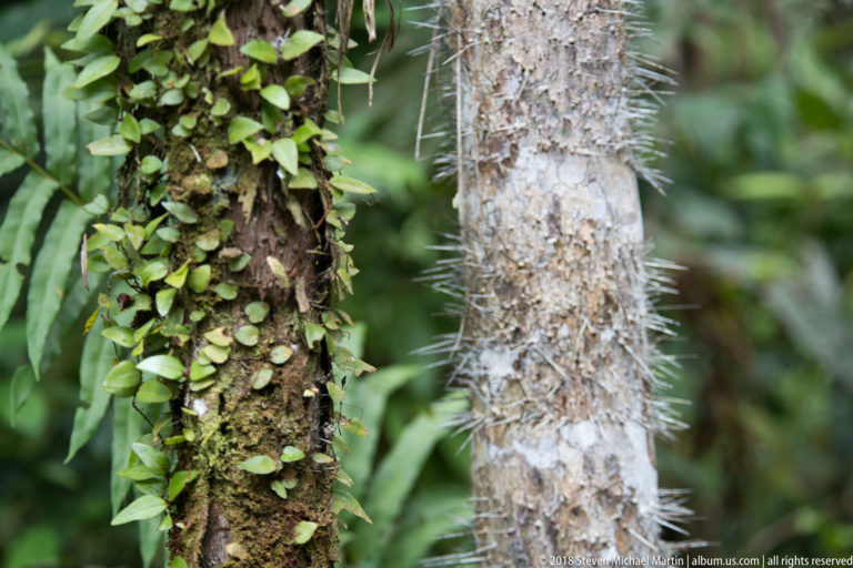 Long-spined pale palm-like trunk beside a darker tree densely covered with moss and small epiphytes.