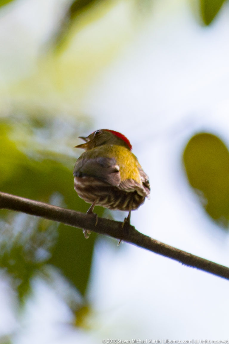 Rear view of a small olive-yellow bird with red crown and barred wings perched on a thin branch.