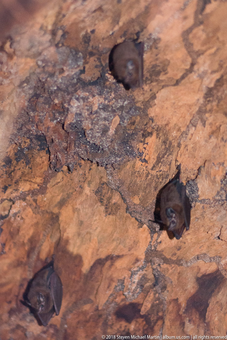 Three small bats roosting on mottled brown wood with folded wings, dark faces, and visible ears.
