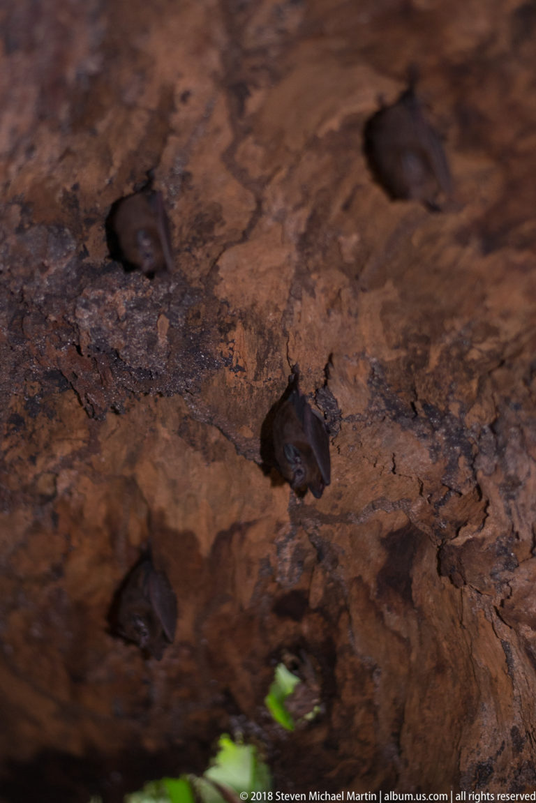 Several small dark bats roosting against a rough brown wooden surface, with folded wings and pointed ears visible.
