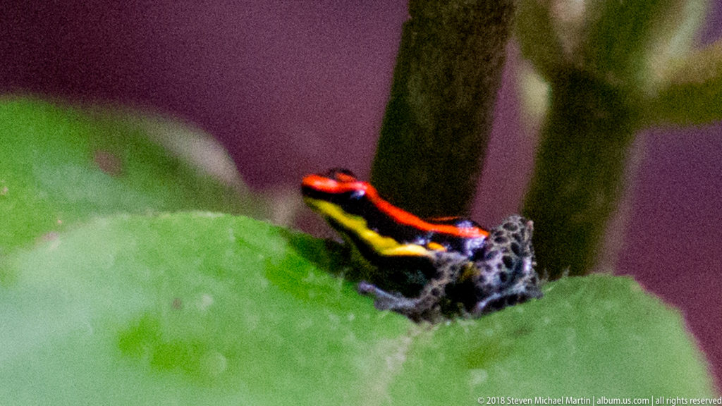 Rear-quarter view of a striped poison frog beside a vertical stem on a broad green leaf.