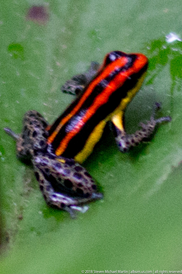 Striped poison frog moving across a green leaf, with red-orange back lines, yellow side, and spotted legs.