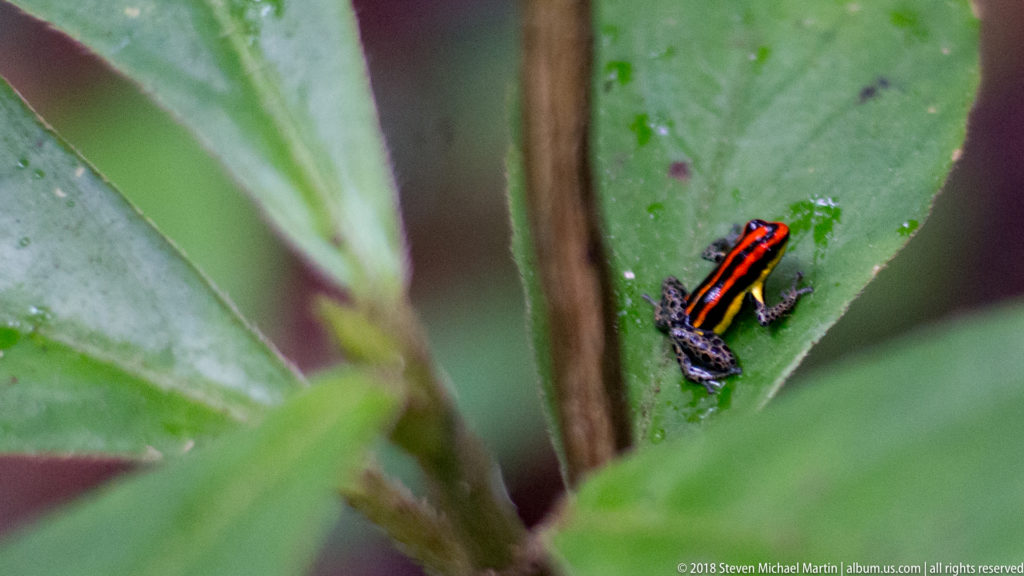 Tiny striped poison frog on a green leaf between vertical stems and surrounding rainforest foliage.