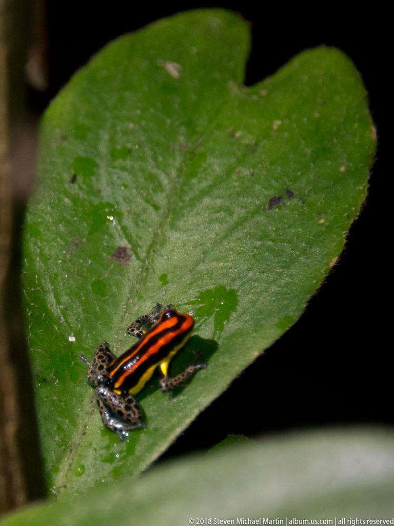 Striped poison frog stretched along the edge of a heart-shaped wet green leaf.