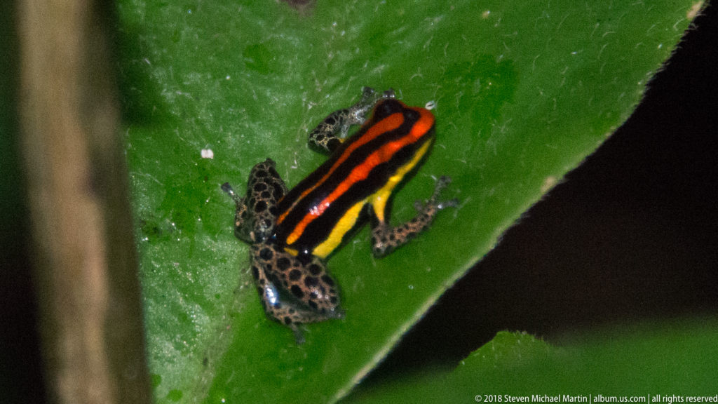 Full-body striped poison frog on a green leaf with red-orange back stripes, yellow flank, and spotted hind legs.