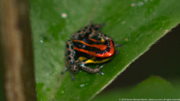 Close dorsal view of a black poison frog with red-orange stripes, yellow sides, and spotted limbs on a leaf.