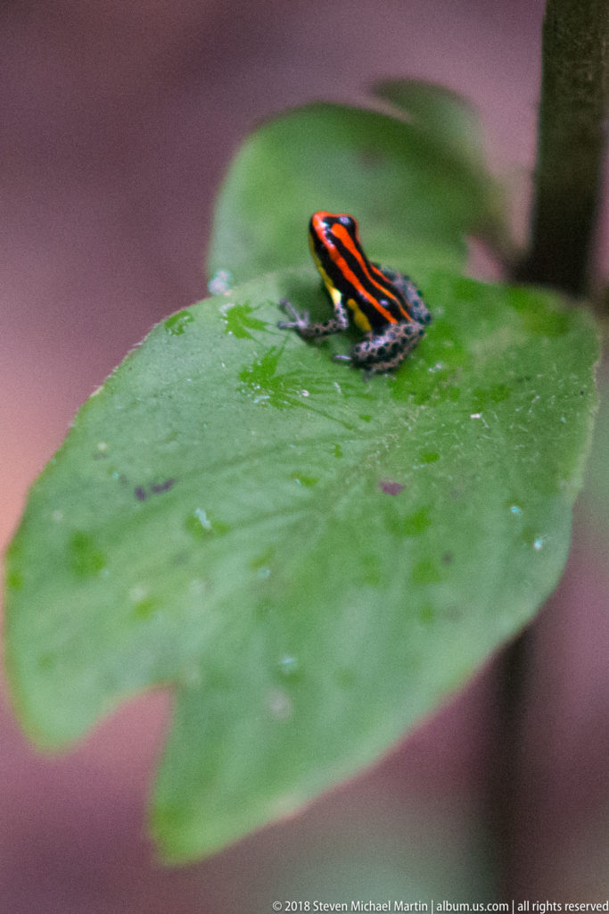 Small striped poison frog on a broad green leaf, seen from the side with red-orange and yellow markings.