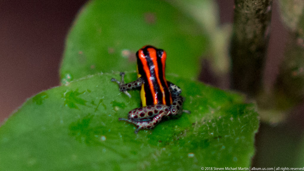 Black poison frog with red-orange dorsal stripes, yellow flanks, and spotted hind legs on a wet green leaf.