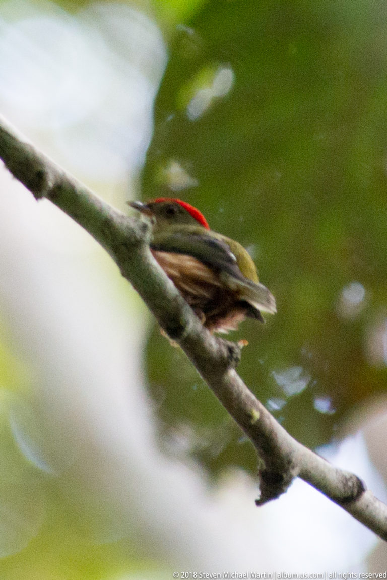 Small olive bird with pale-barred wings and bright red crown patch perched on a diagonal branch.
