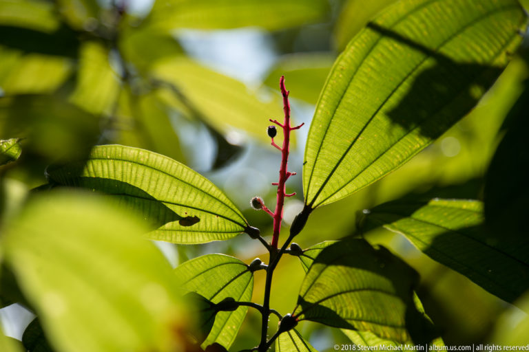 Slender red reproductive stem with dark rounded buds or fruits among backlit green leaves.