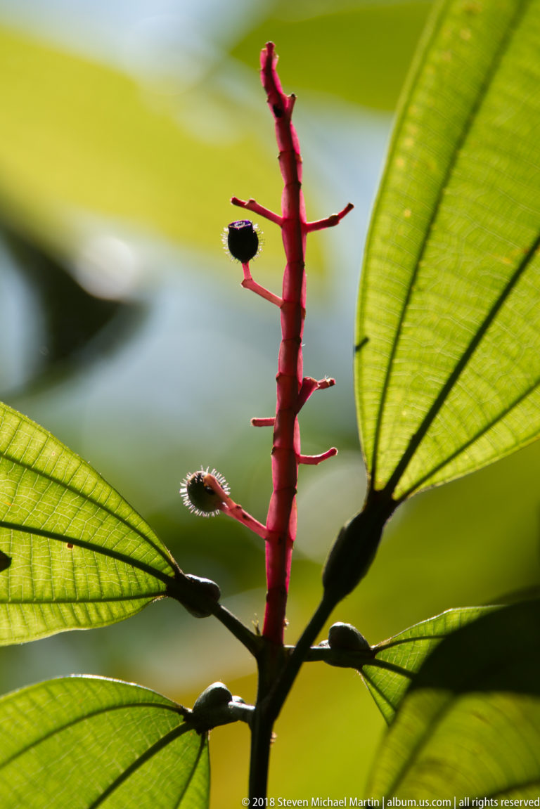 Red upright flower spike with small dark buds or fruits between strongly veined green leaves.