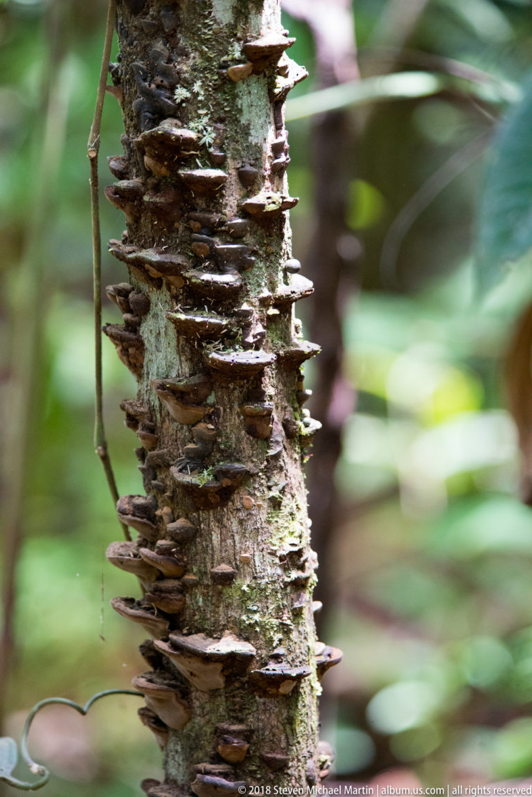 Numerous thin brown bracket fungi growing in overlapping tiers up a standing rainforest tree trunk.