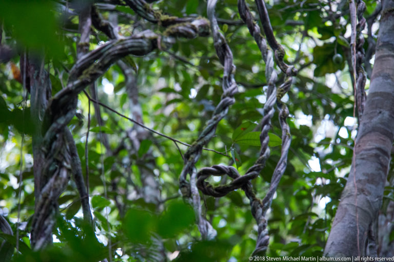 Thick woody lianas looping and crossing between tree trunks in dense rainforest canopy vegetation.
