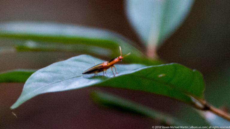 Slender orange-legged, dark-winged insect resting on a glossy green understory leaf.