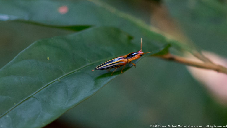 Small blue, orange, and red leafhopper-like insect standing on the midrib of a dark green leaf.