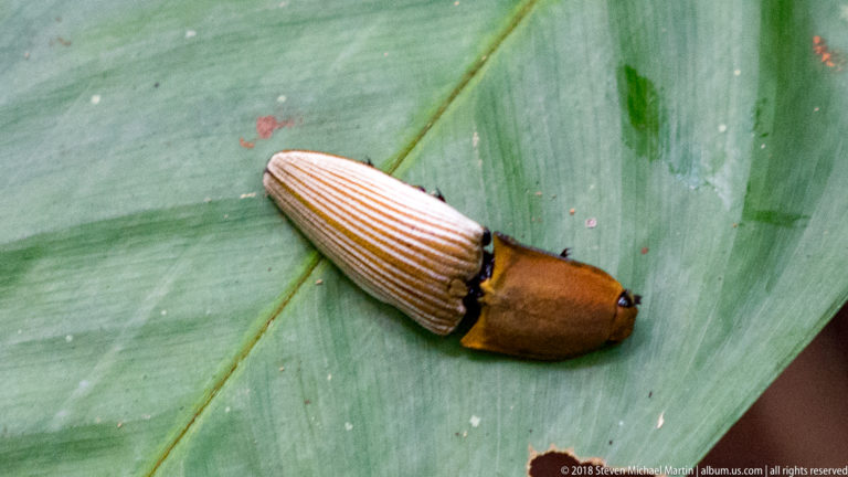Large cream-and-orange striped beetle resting on a broad green rainforest leaf.