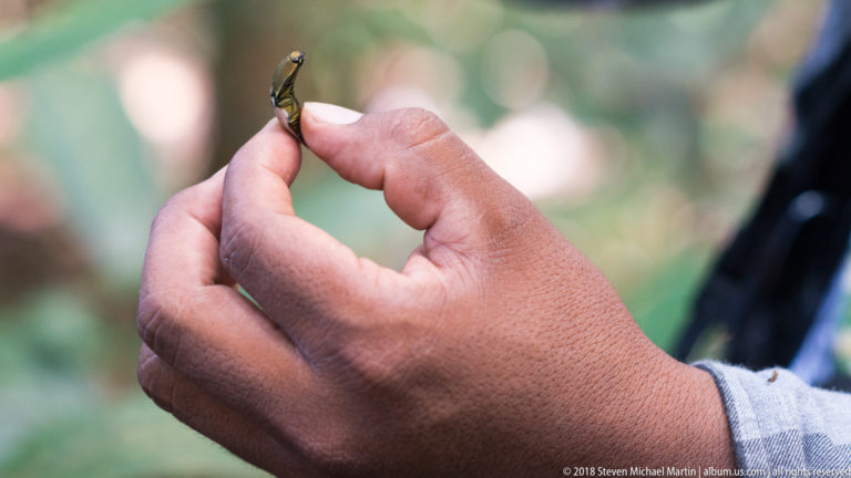 Very small lizard held gently between a person's fingertips against a blurred forest background.
