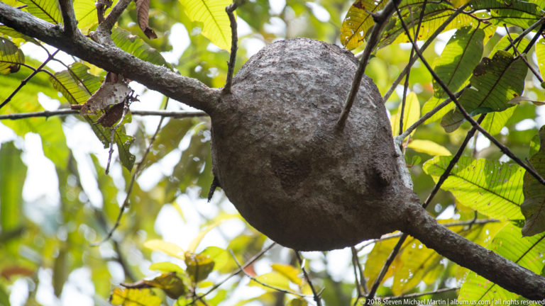 Large gray-brown oval enclosed nest built around a thick rainforest tree branch.