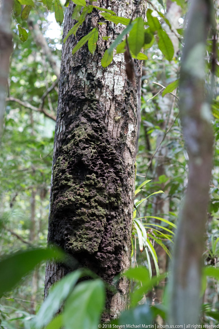 Large dark layered growth encircling a rainforest tree trunk amid dense green foliage.