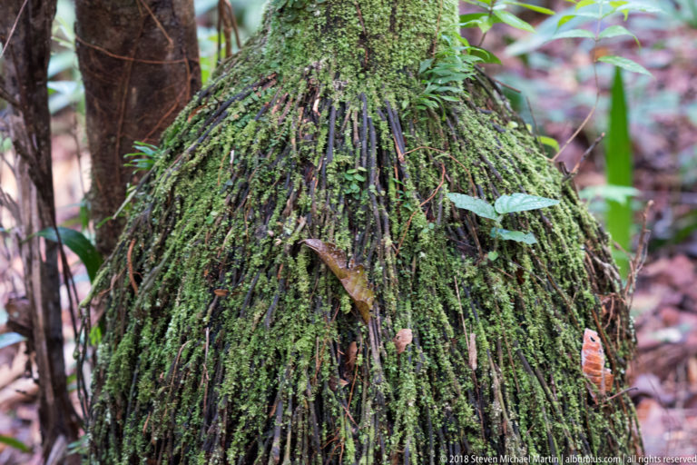 Dense green moss and small epiphytes hanging in vertical strands over a rainforest tree trunk.