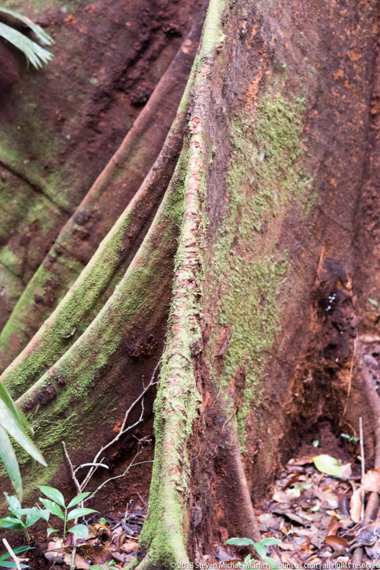 Large moss-streaked buttress roots forming tall finlike ridges at the base of a rainforest tree.