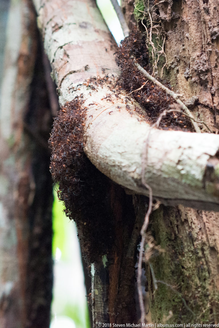 Dense aggregation of dark ants beneath a horizontal branch where it joins a rainforest tree trunk.