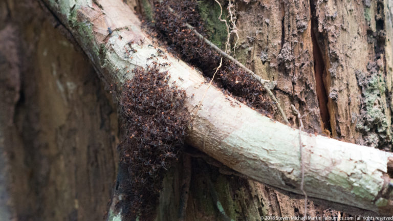 Dense swarm of dark ants covering the junction of a pale branch and vertical rainforest tree trunk.