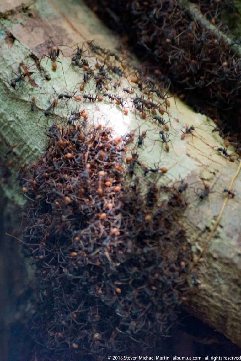 Dense masses and trails of dark ants crossing a pale fallen branch in rainforest.