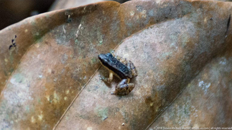 Tiny dark froglet resting on a large fallen brown leaf on the rainforest floor.