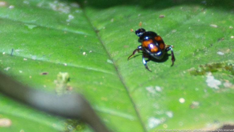 Small glossy dark beetle with bright orange markings standing on a green leaf.