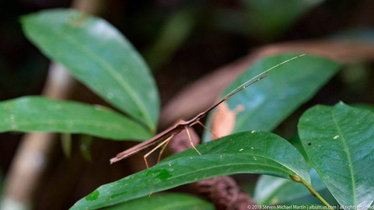 Slender brown stick insect spanning green understory leaves with long antennae projecting upward.