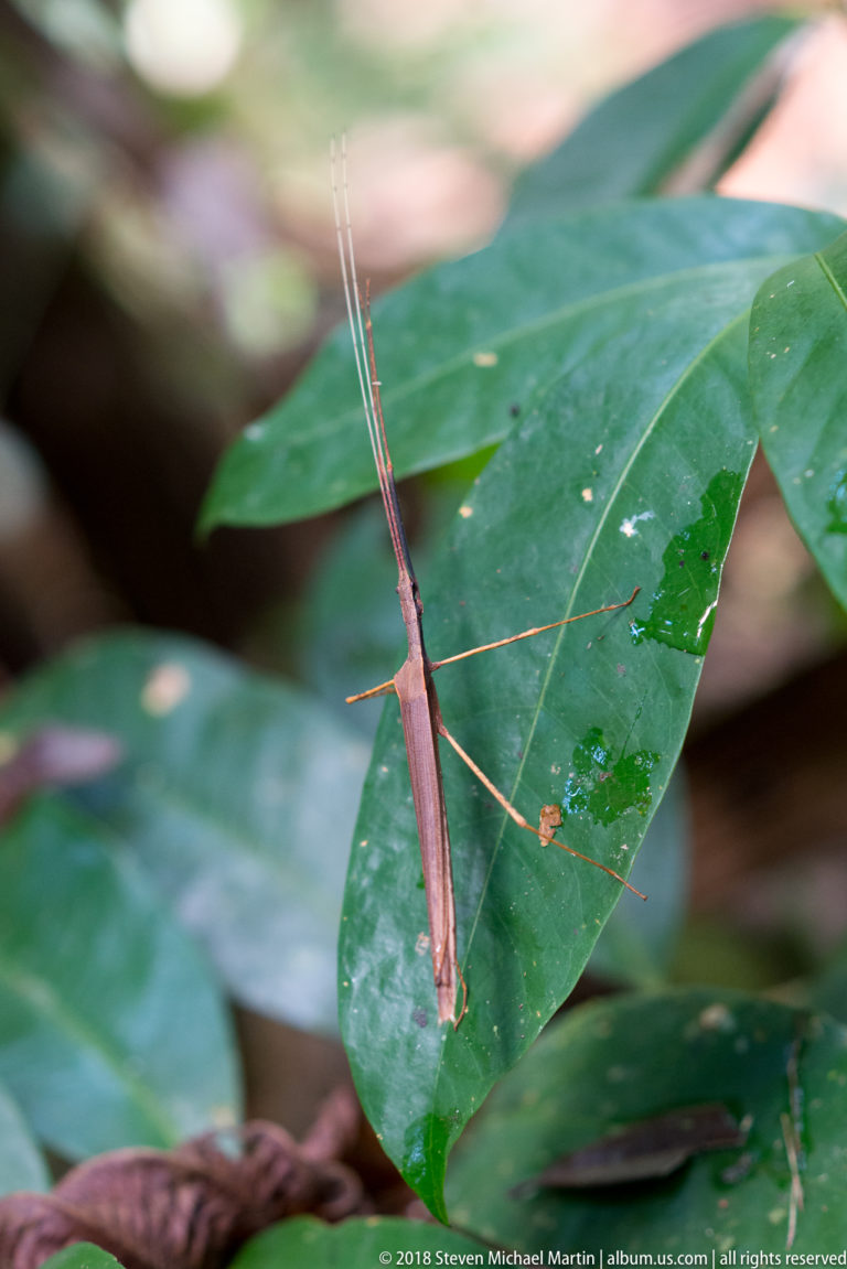 Brown stick insect viewed from above on a glossy wet green leaf with long antennae extended.