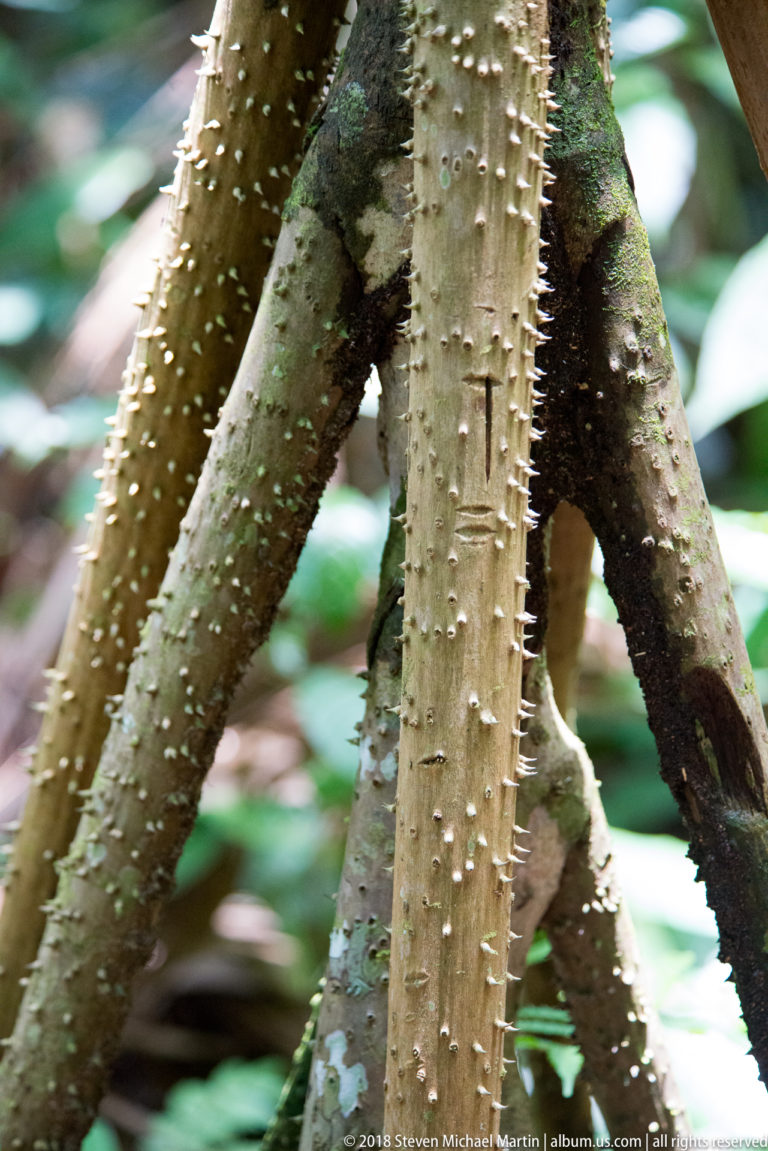 Pale spiny palm-like trunks or stilt roots converging near the rainforest floor.
