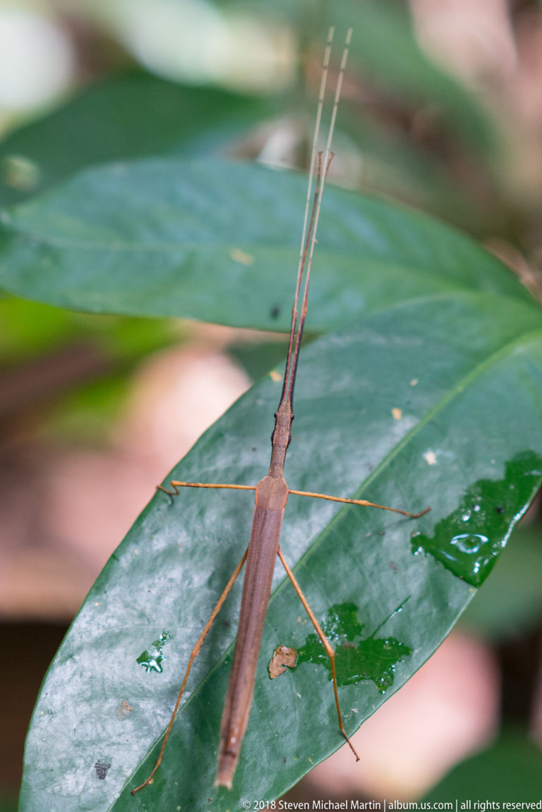 Slender brown stick insect with very long antennae resting lengthwise on a broad green leaf.