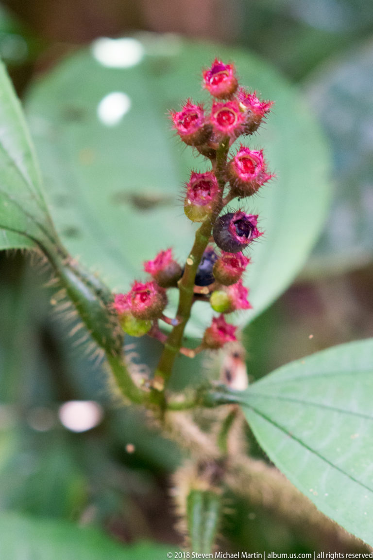 Cluster of small vivid pink flowers and buds on a hairy stem above broad green leaves.