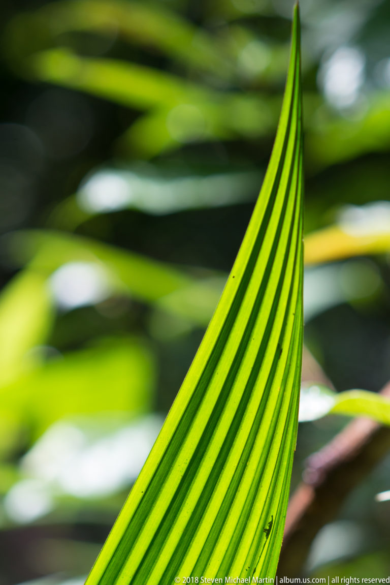 Bright green pleated palm-like leaf with parallel folds and pointed tip in sunlight.