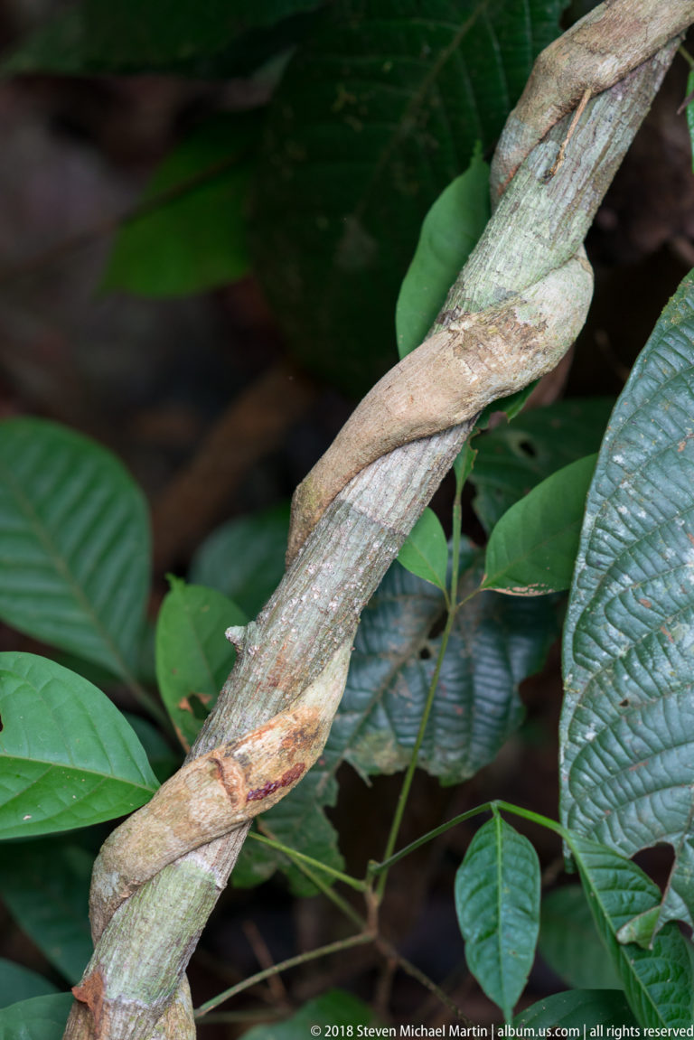 Flattened woody liana twisting into a rope-like spiral above broad green understory leaves.