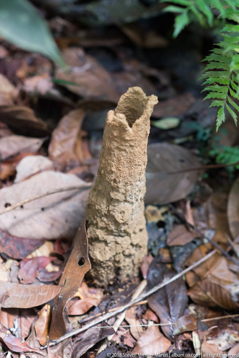 Narrow weathered earthen structure rising from wet rainforest leaf litter near fern fronds.