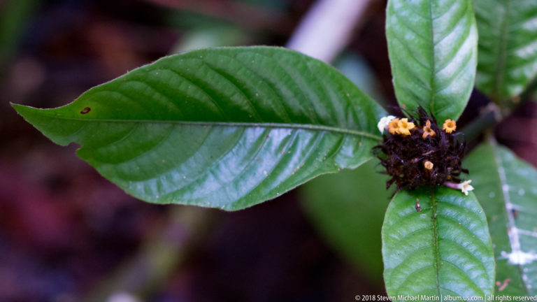 Dark clustered inflorescence with tiny orange flowers between glossy, strongly veined green leaves.
