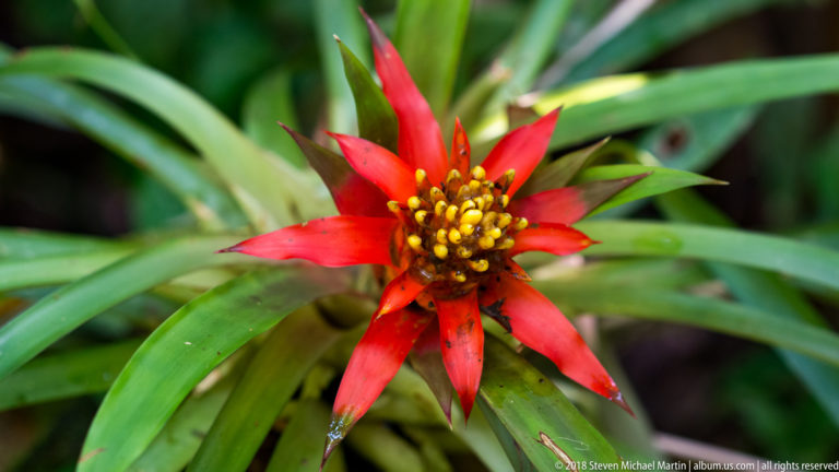 Red star-shaped bromeliad inflorescence with small yellow flowers surrounded by long green leaves.