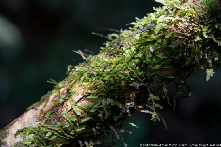 Dense moss and tiny epiphytic plants coating a diagonal rainforest branch.