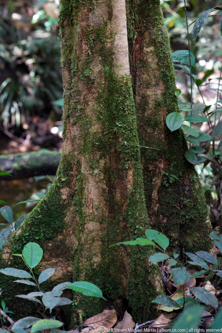 Moss-covered buttress roots flaring from the base of a large rainforest tree.