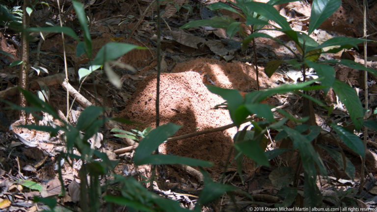 Rounded reddish earthen mound on the rainforest floor beneath understory plants and dappled sunlight.
