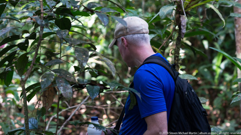 Visitor in blue shirt and backpack standing close to leafy rainforest vegetation.
