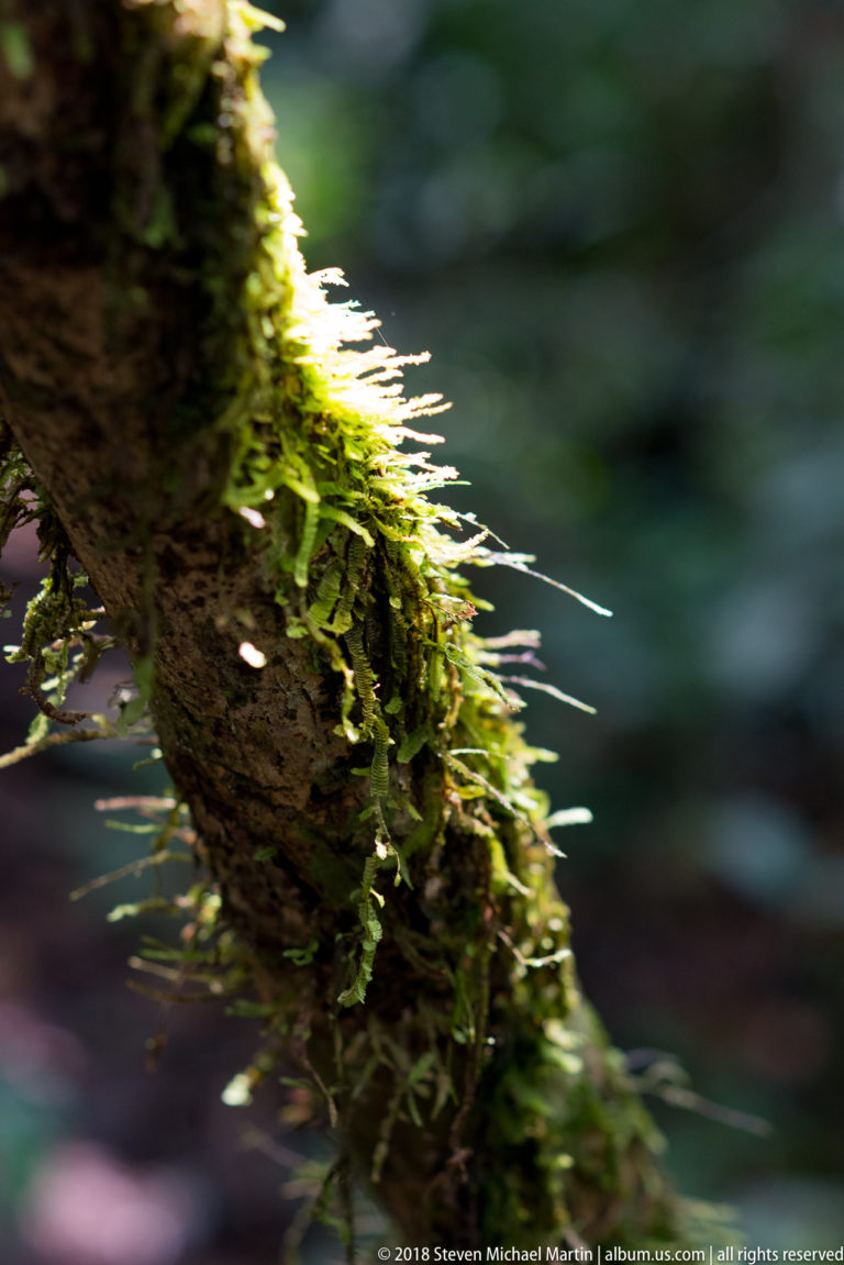 Backlit moss and tiny epiphytic plants covering the upper side of a sloping rainforest branch.