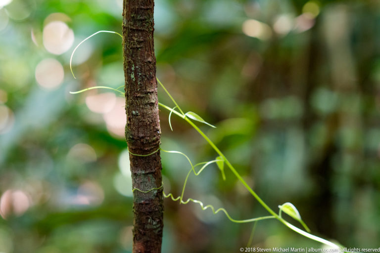 Slender green vine with tightly coiled tendrils beside a narrow rainforest tree trunk.
