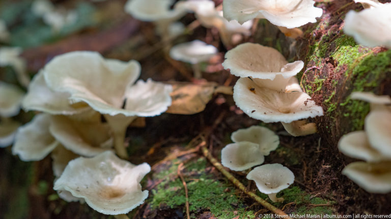 White mushrooms growing at several levels along the side of a moss-covered fallen log.