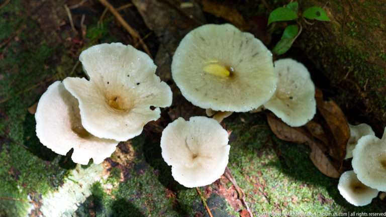 Cluster of cream-white mushrooms with depressed caps growing beside moss-covered wood.