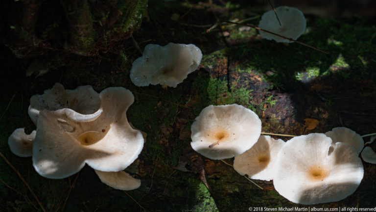 White mushrooms of varying sizes growing across a moss-covered fallen log in dappled light.