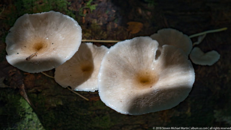 Several white funnel-shaped mushrooms with depressed centers growing on dark decaying wood.